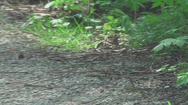 ビリーチャツグミ - ML631630533