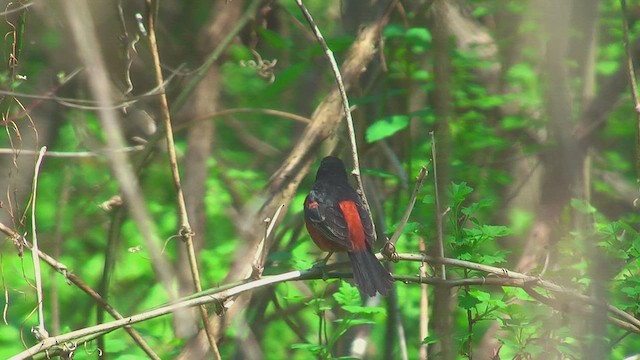 Orchard Oriole - ML631630567
