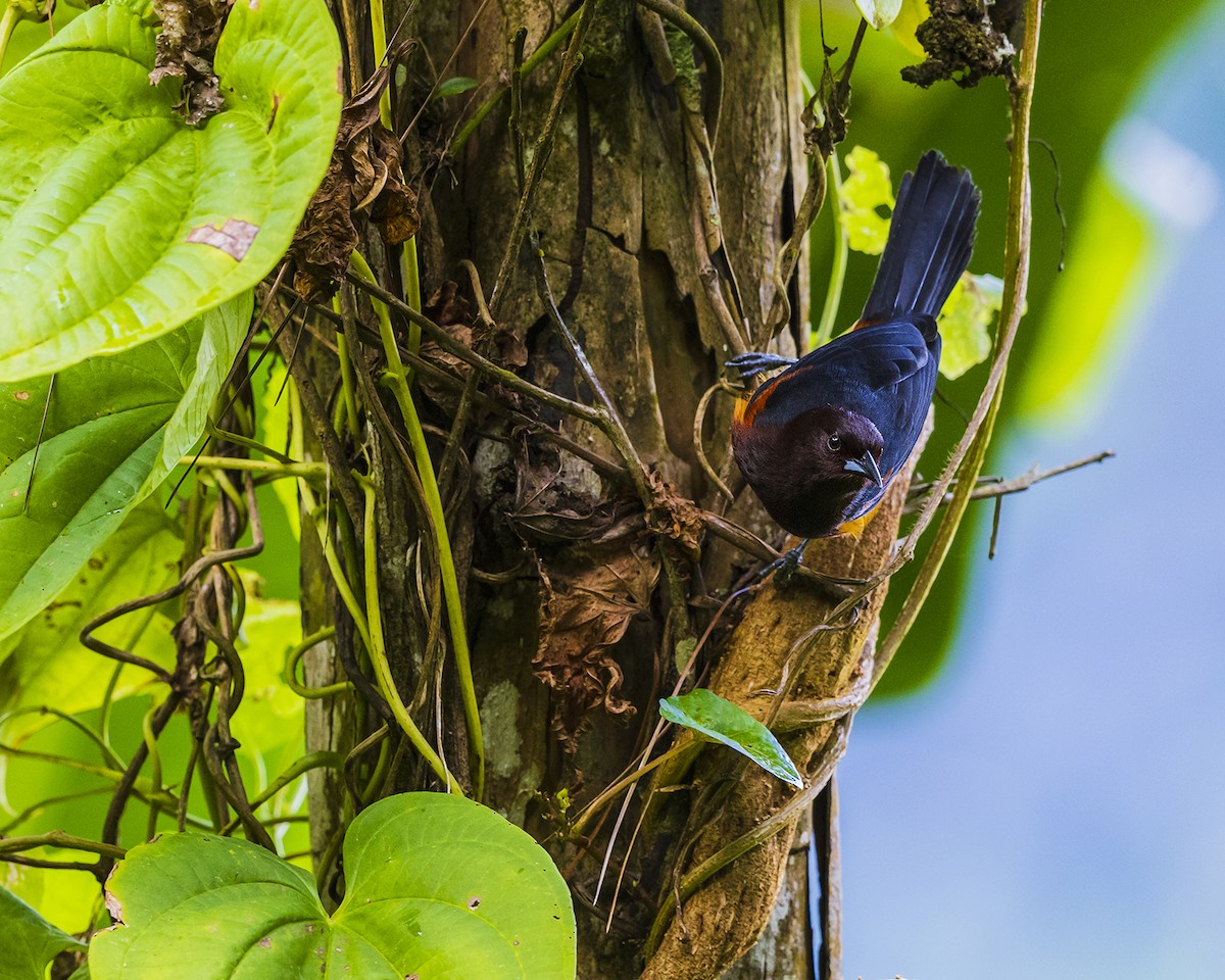 Martinique Oriole - ML631630677