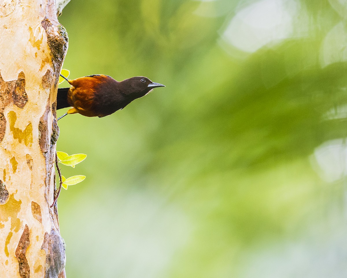 Martinique Oriole - ML631630678