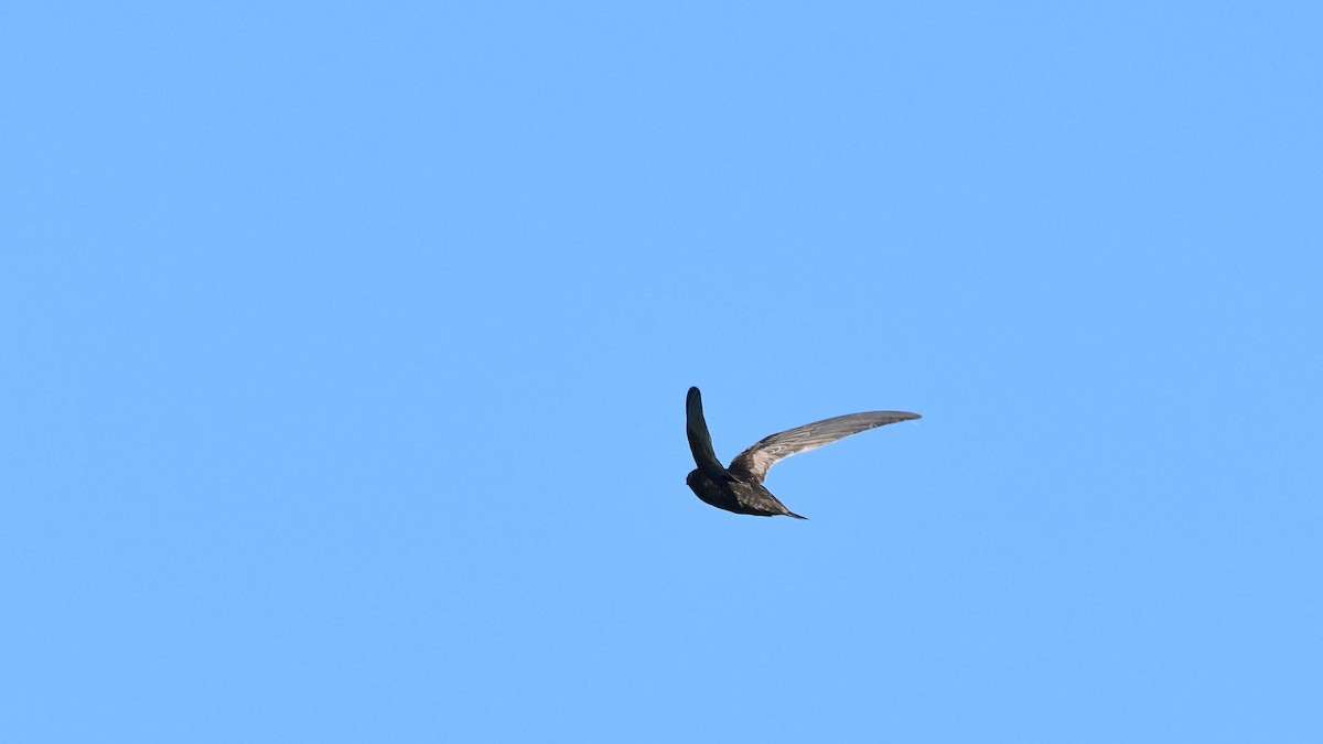 ミナミクロアマツバメ - ML631630859