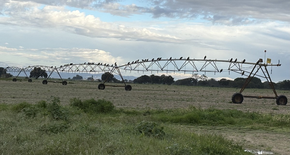 Black Kite - ML631630862