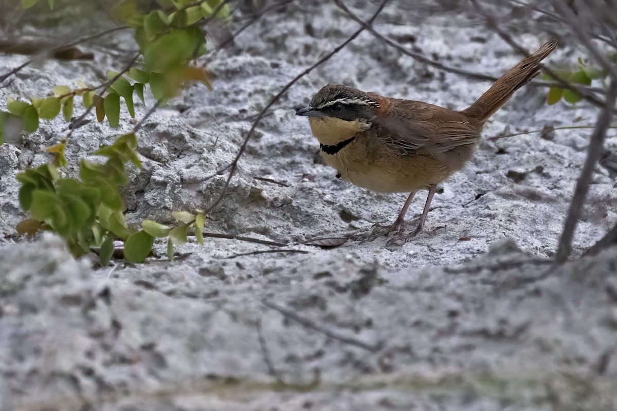 Collared Crescentchest - ML631630880