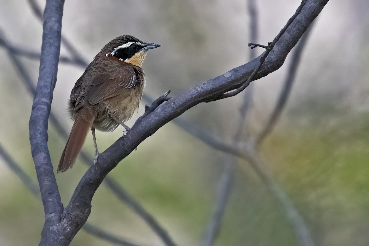 Collared Crescentchest - ML631630881