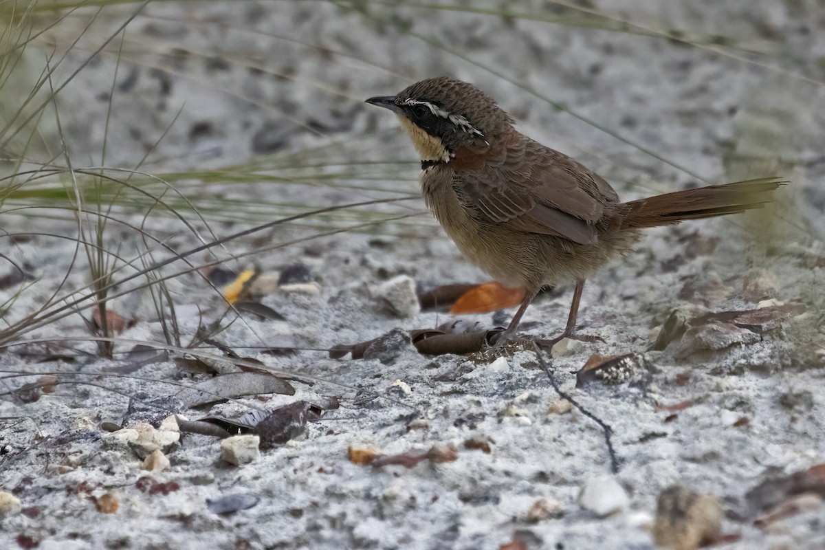 Collared Crescentchest - ML631630882