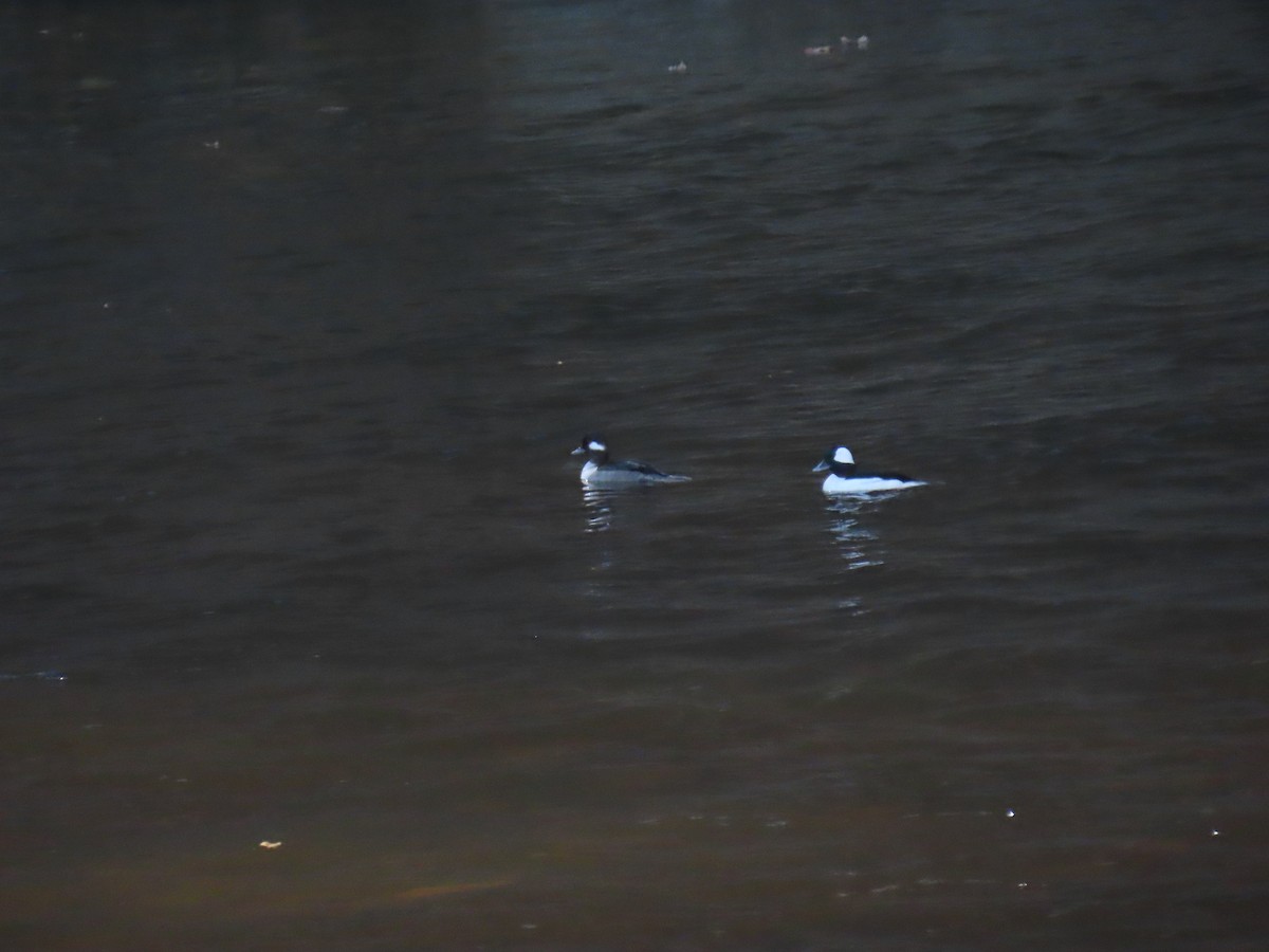 Bufflehead - ML631630885
