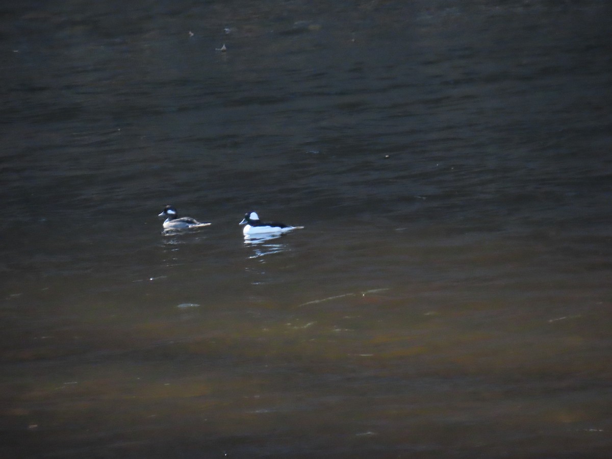 Bufflehead - ML631630886