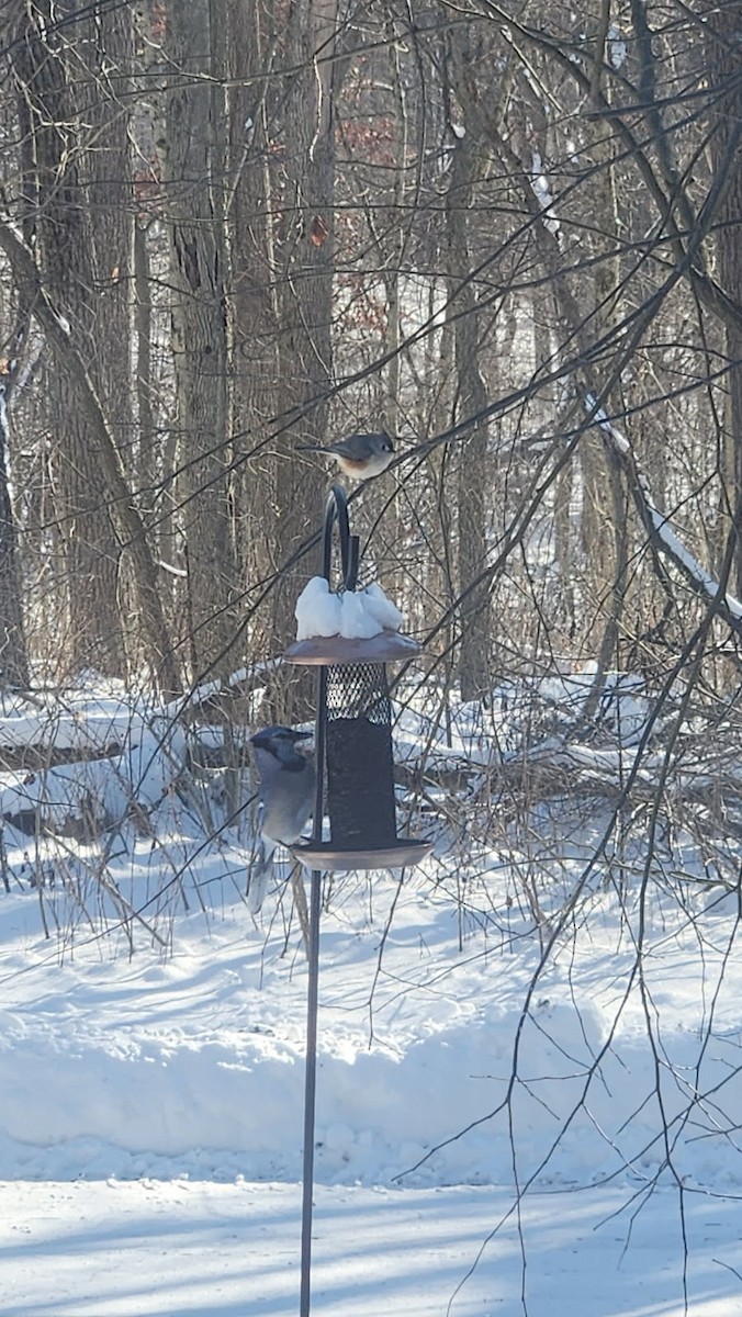 Blue Jay - ML631630989