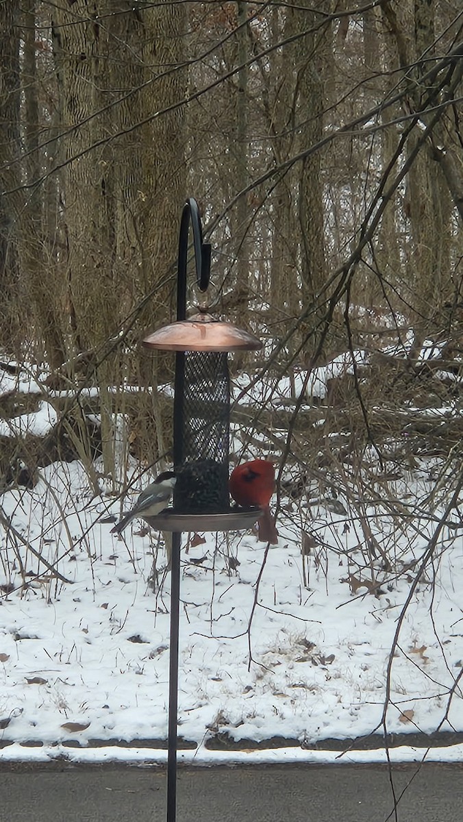 Northern Cardinal - ML631631007