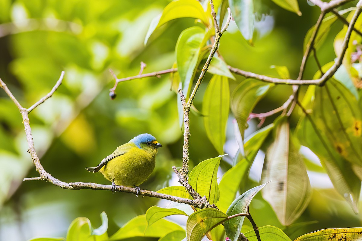 Lesser Antillean Euphonia - ML631631157