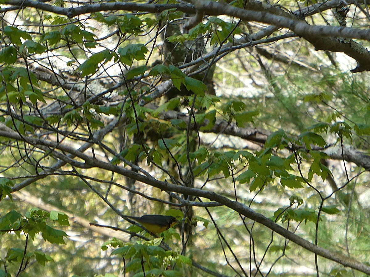 Canada Warbler - ML631631219