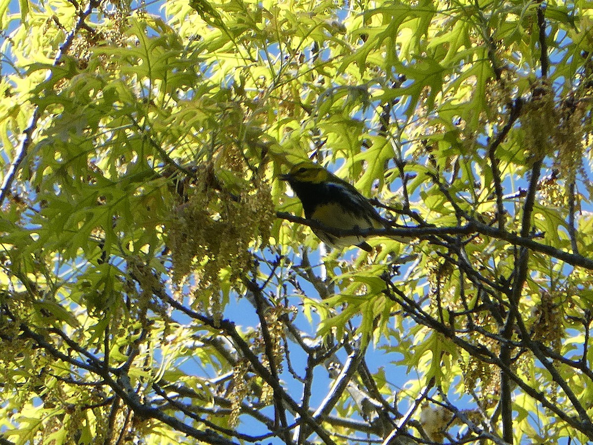 Black-throated Green Warbler - ML631631236