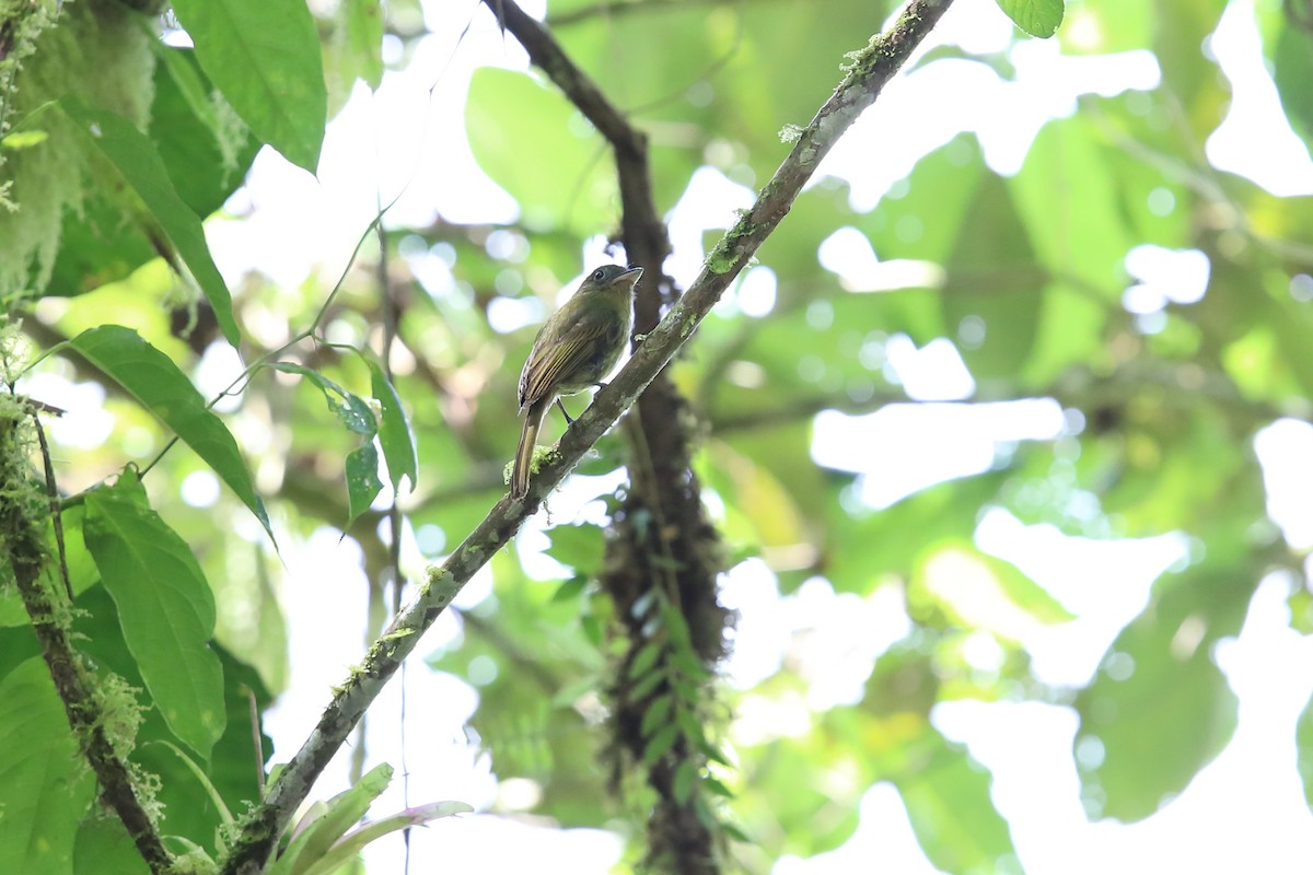 Pacific Flatbill - ML631631243