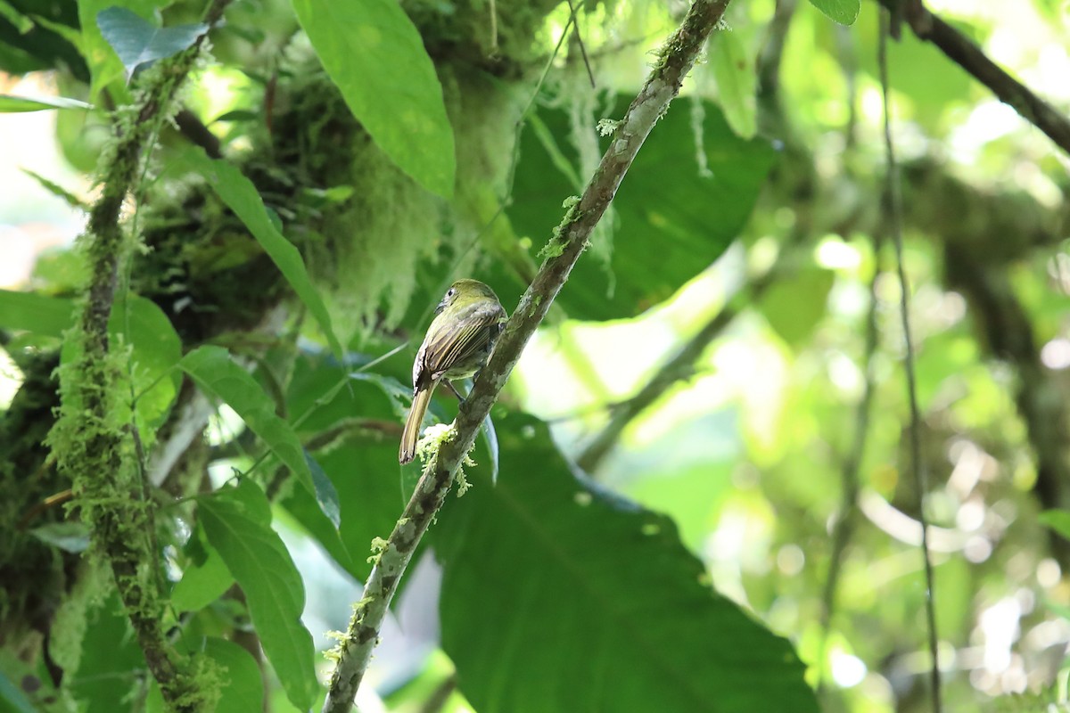 Pacific Flatbill - ML631631244