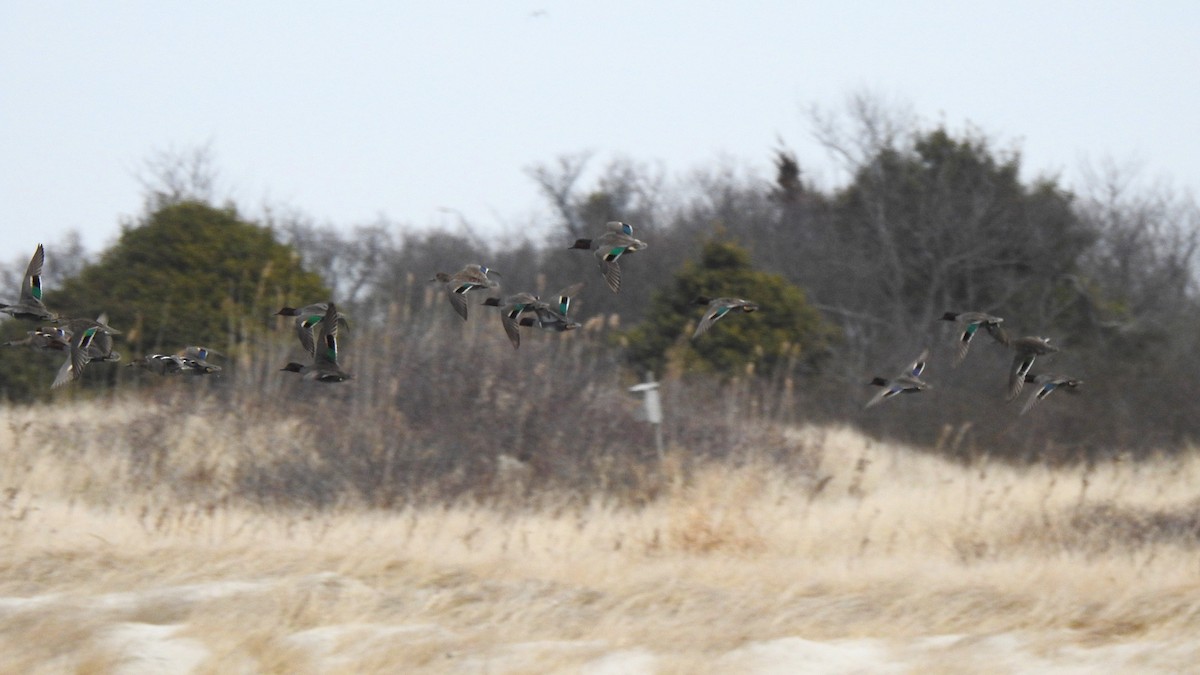 Ногоохон нугас - ML631631259