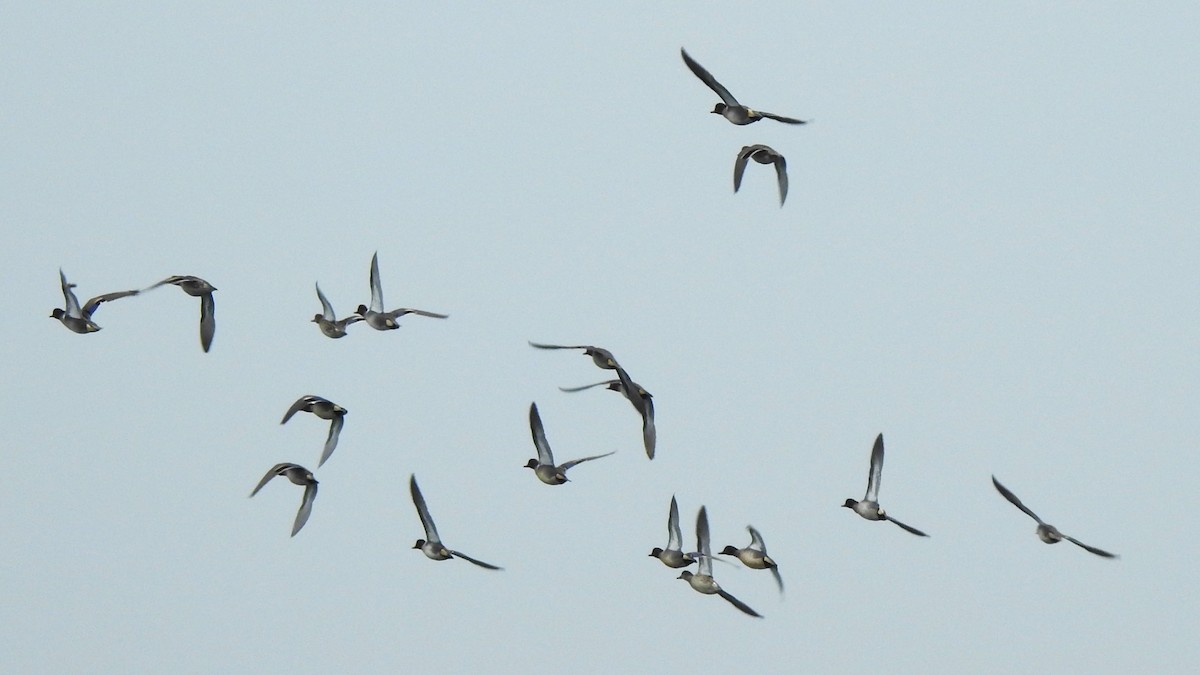 Ногоохон нугас - ML631631341