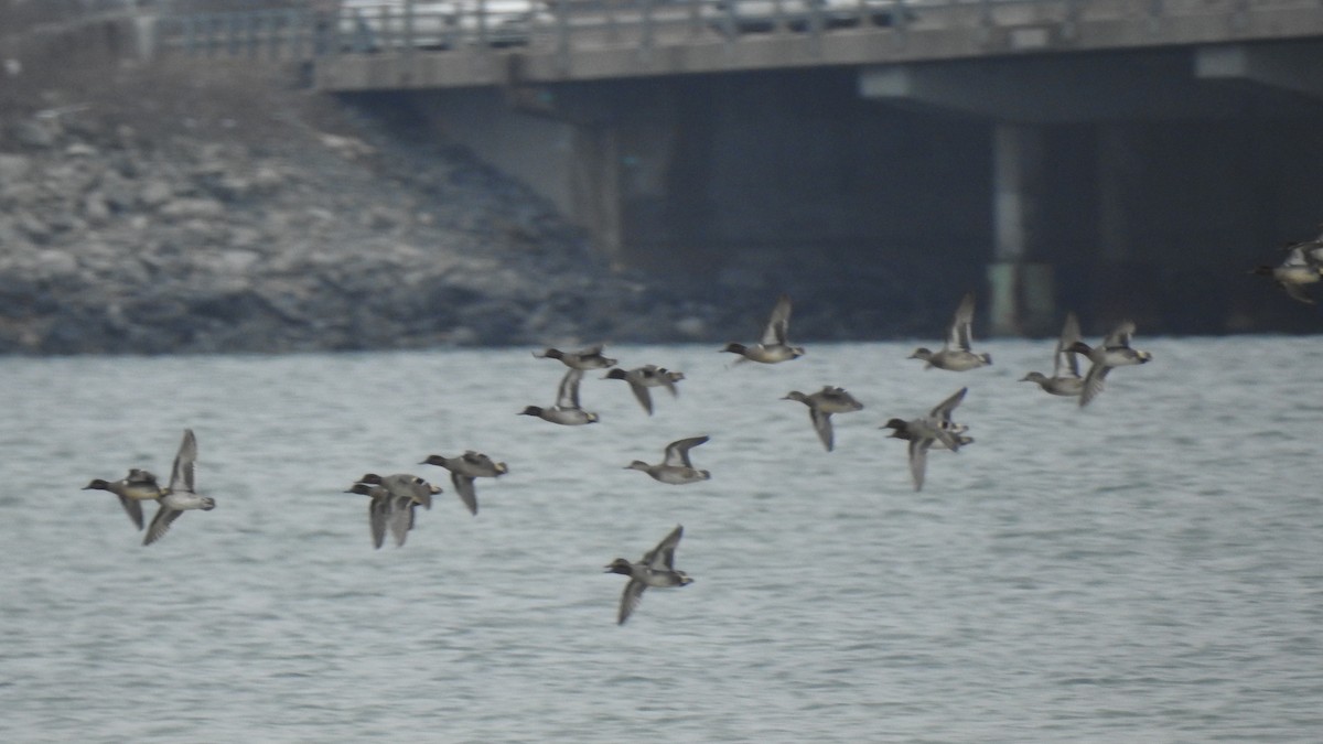 Ногоохон нугас - ML631631342