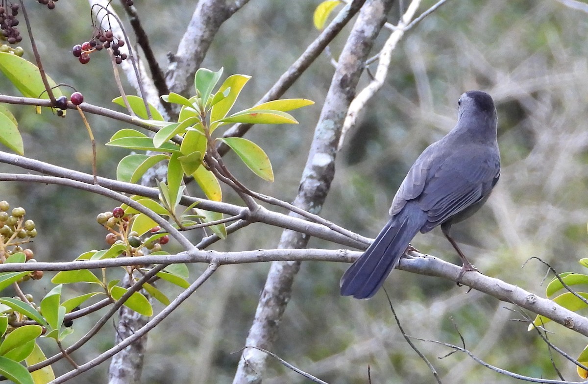 Gray Catbird - ML631631433