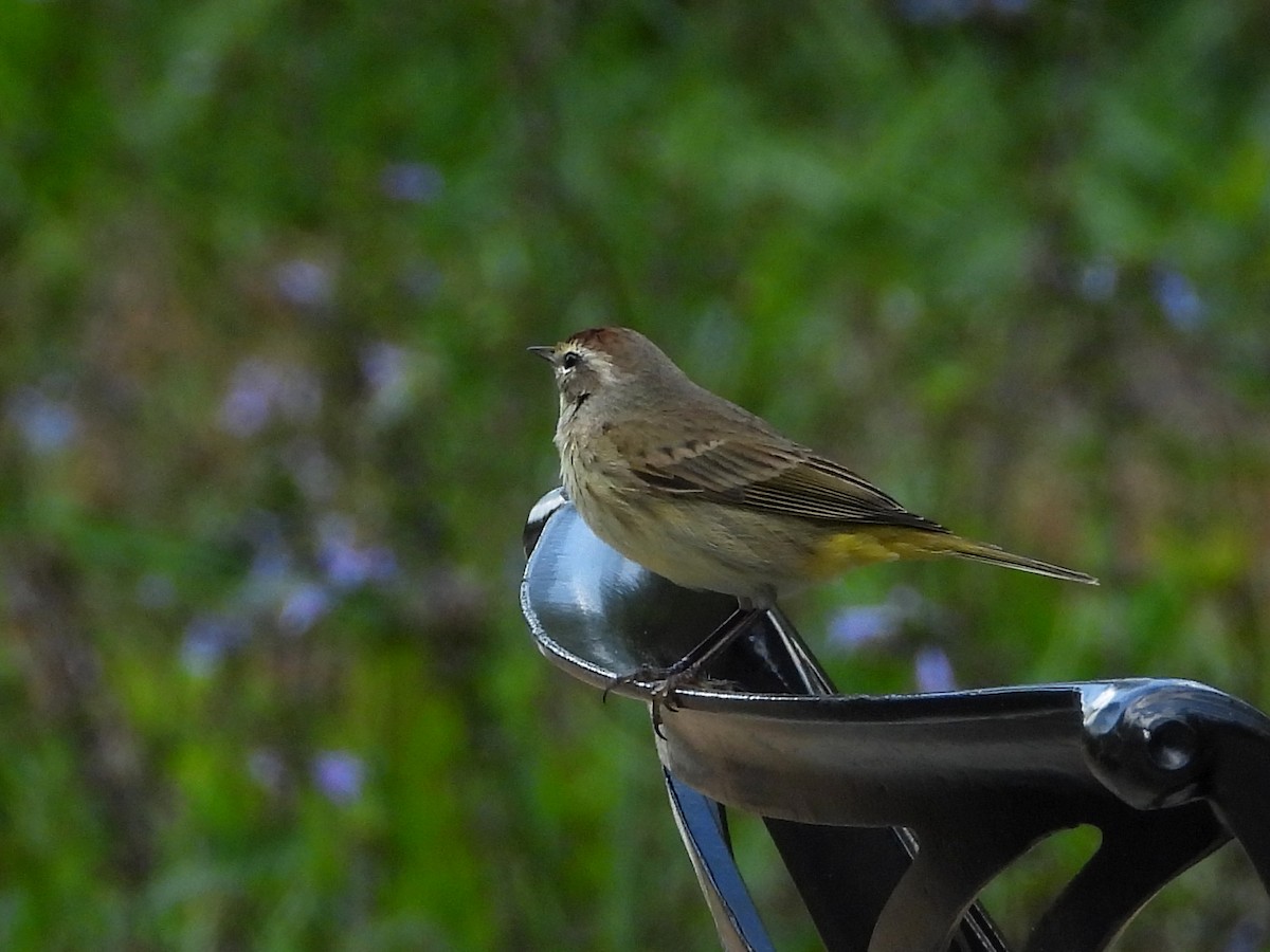 Palm Warbler - ML631631436