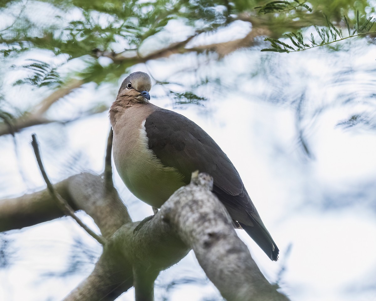 Grenada Dove - ML631631437