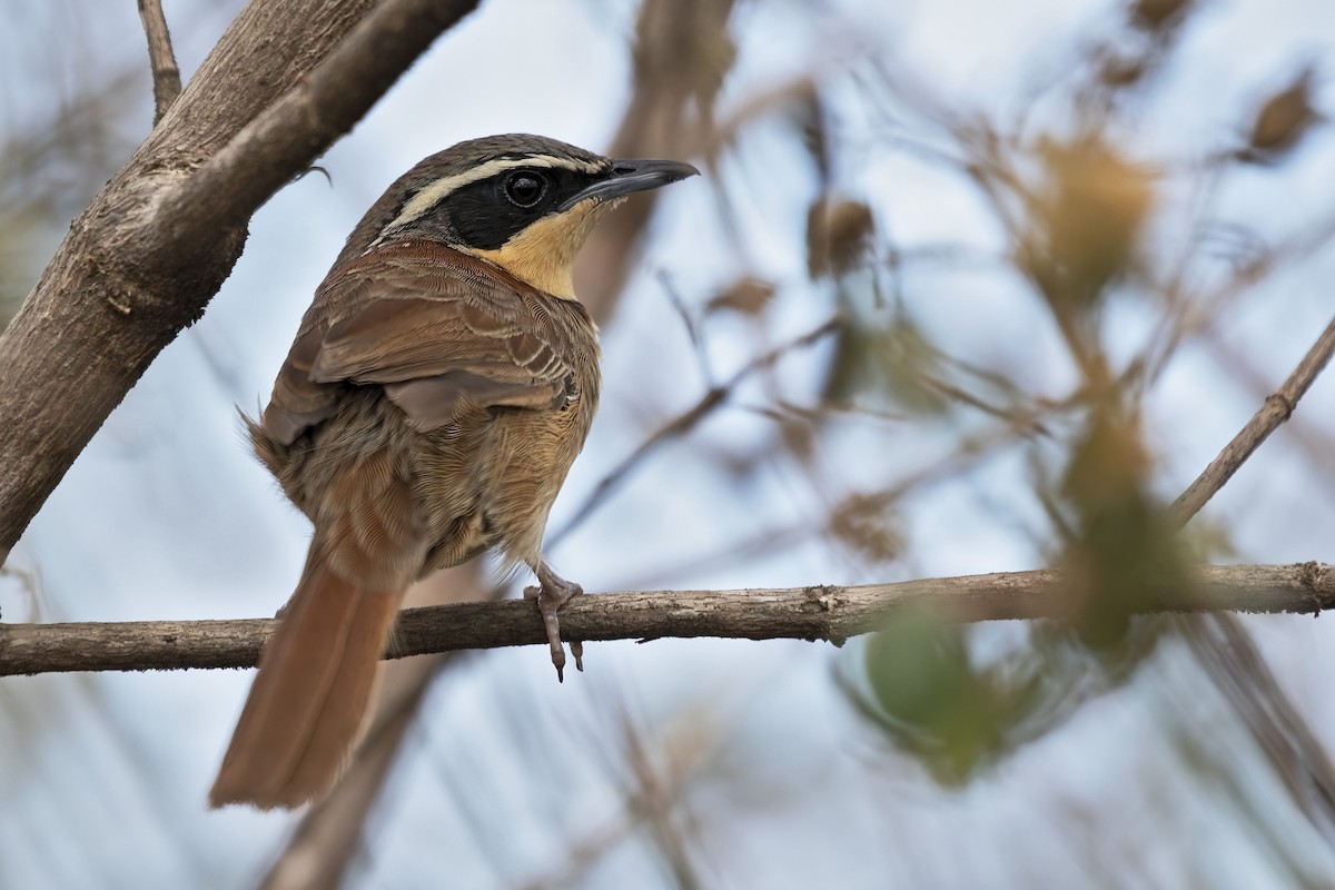 Collared Crescentchest - ML631631518