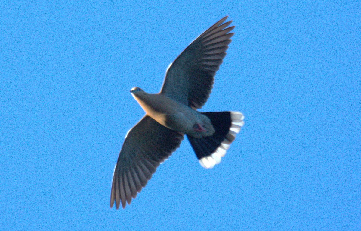 White-winged Dove - ML631631598