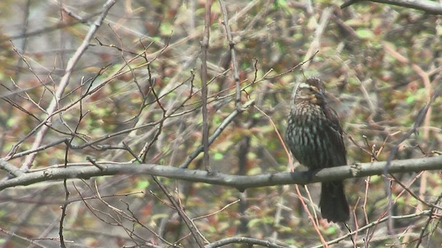 Red-winged Blackbird - ML631631632