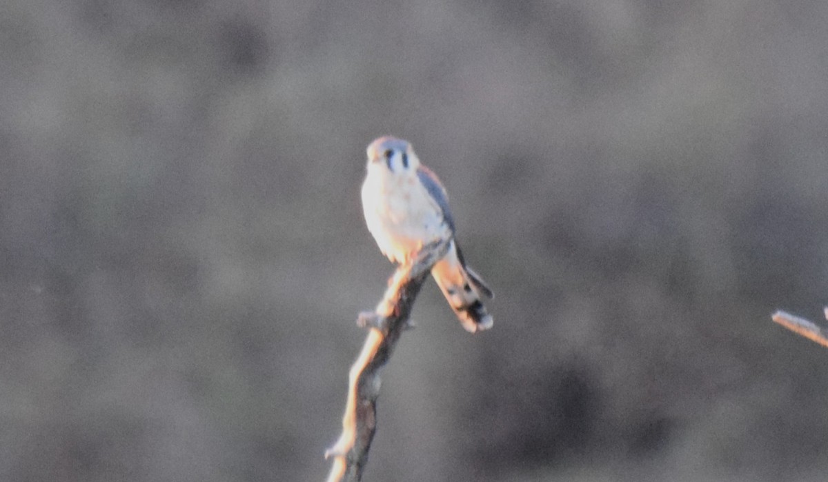 American Kestrel - ML631631649