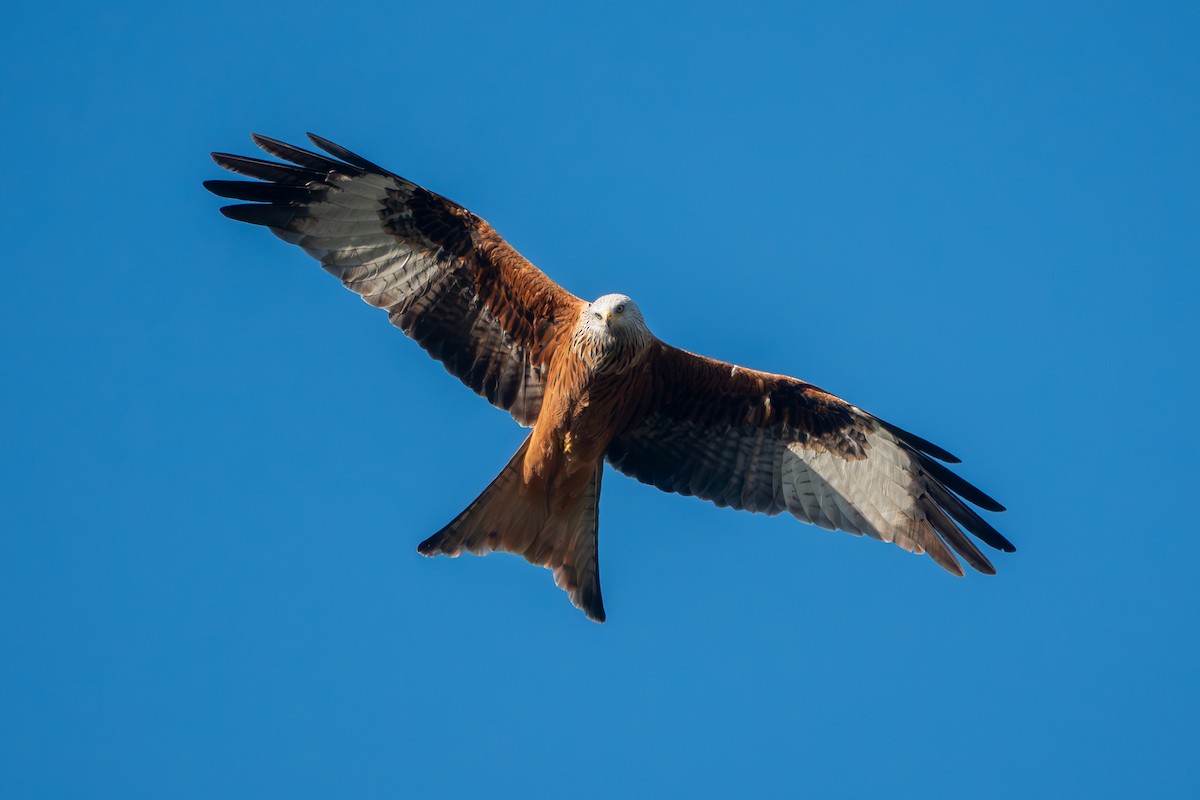 Red Kite - ML631631655