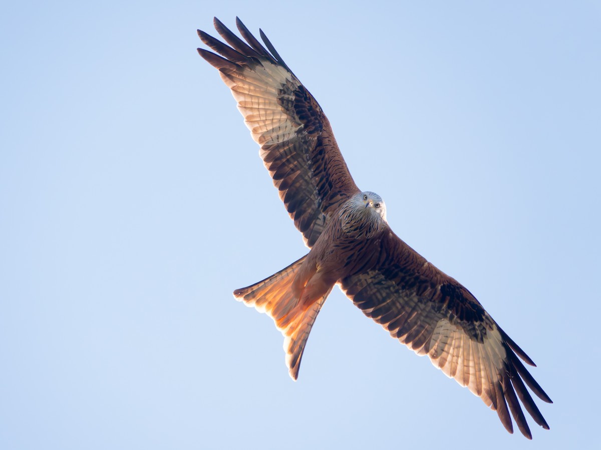 Red Kite - ML631631657