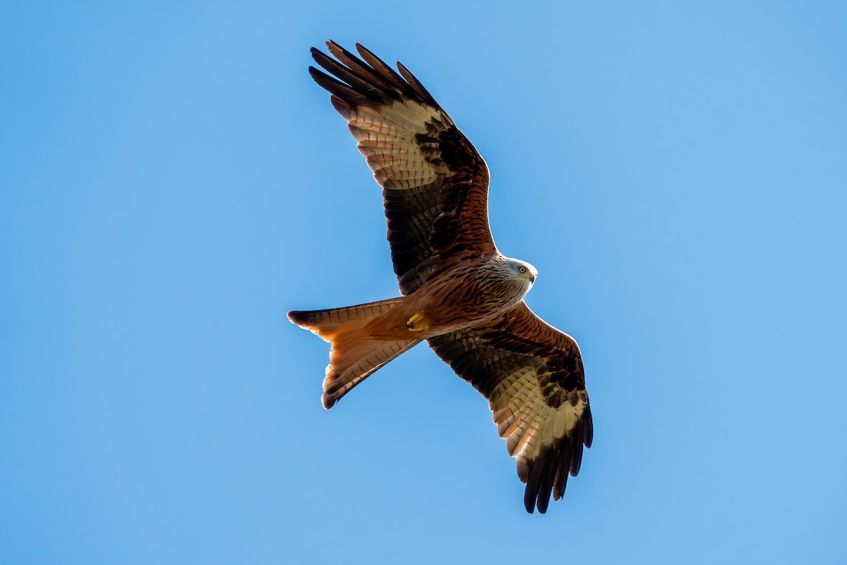 Red Kite - ML631631659