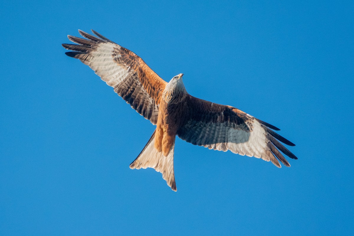 Red Kite - ML631631663