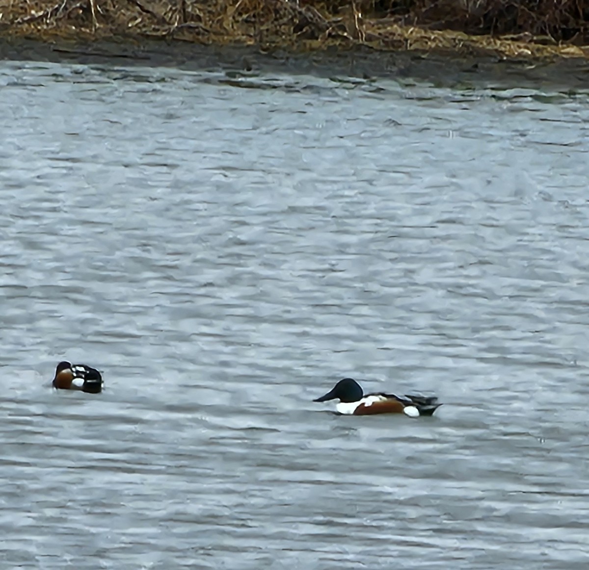 Халбага нугас - ML631631667