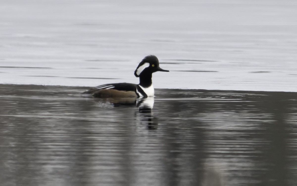 Hooded Merganser - ML631631737