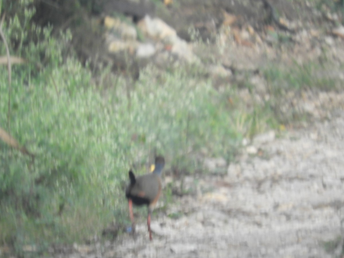 Russet-naped Wood-Rail - ML631631889
