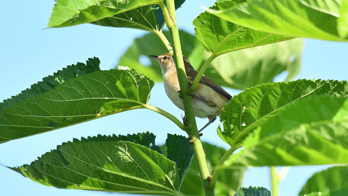 Очеретянка ставкова [група baeticatus] - ML631632082
