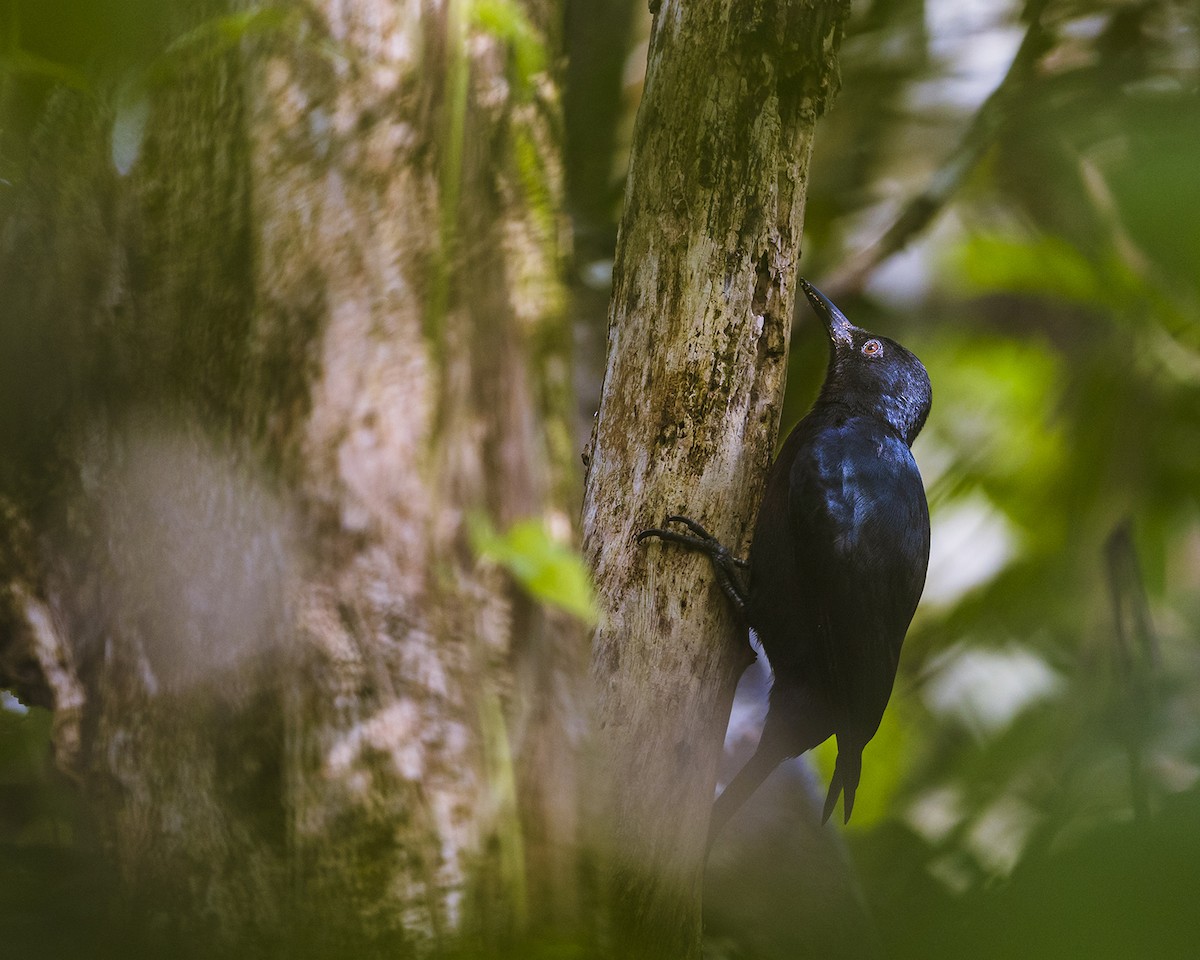 Guadeloupe Woodpecker - ML631632127