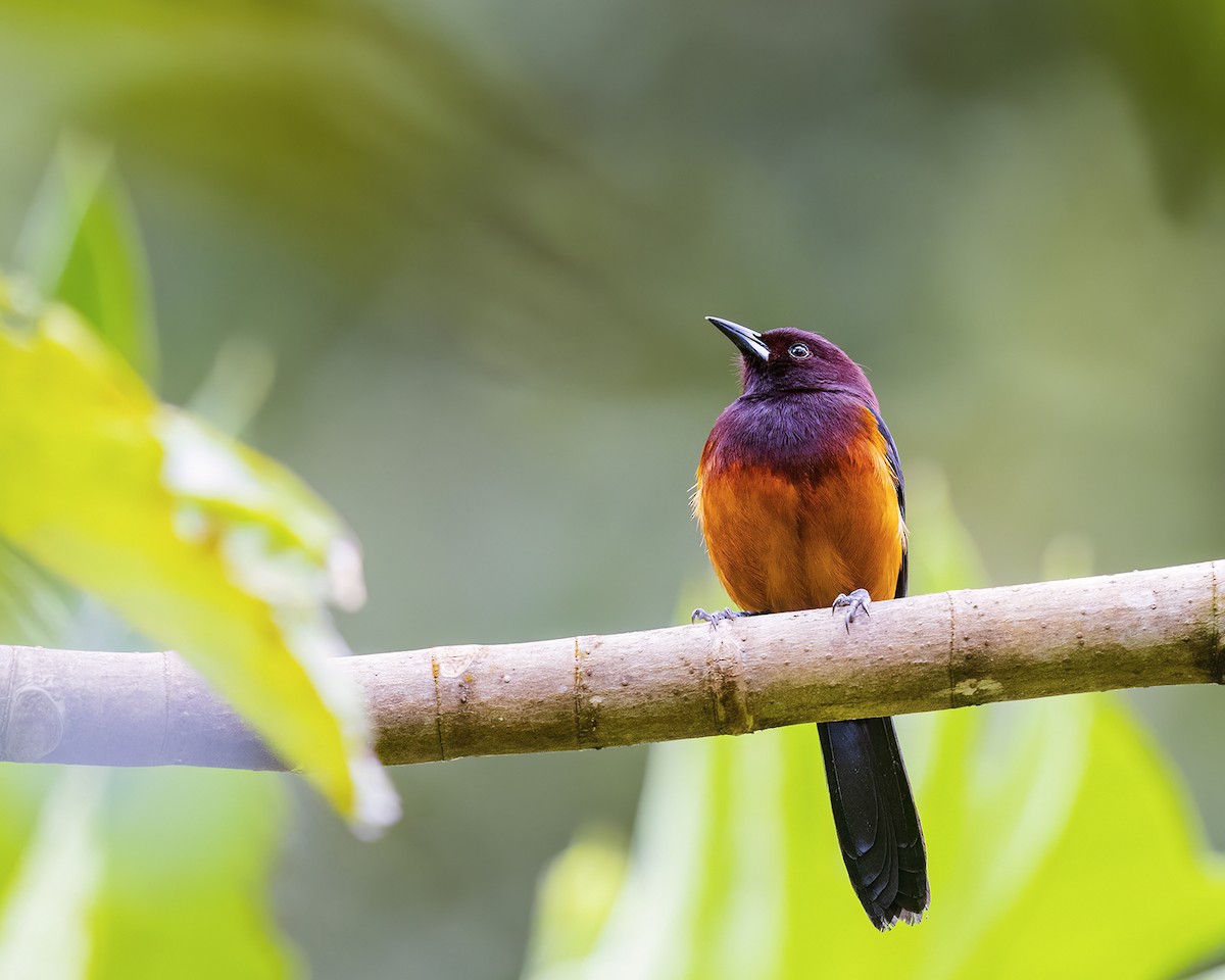 Martinique Oriole - ML631632203