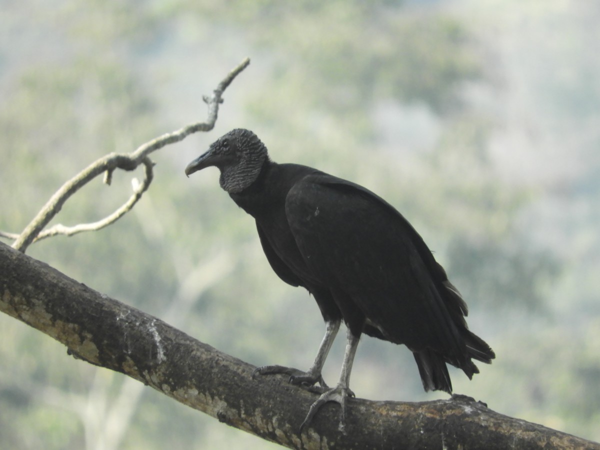 Black Vulture - ML631632210