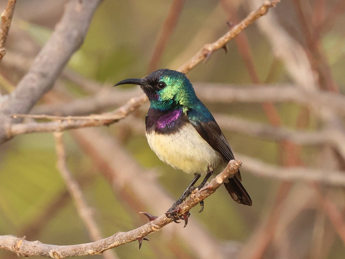 Variable Sunbird (Yellow-bellied) - ML631632445