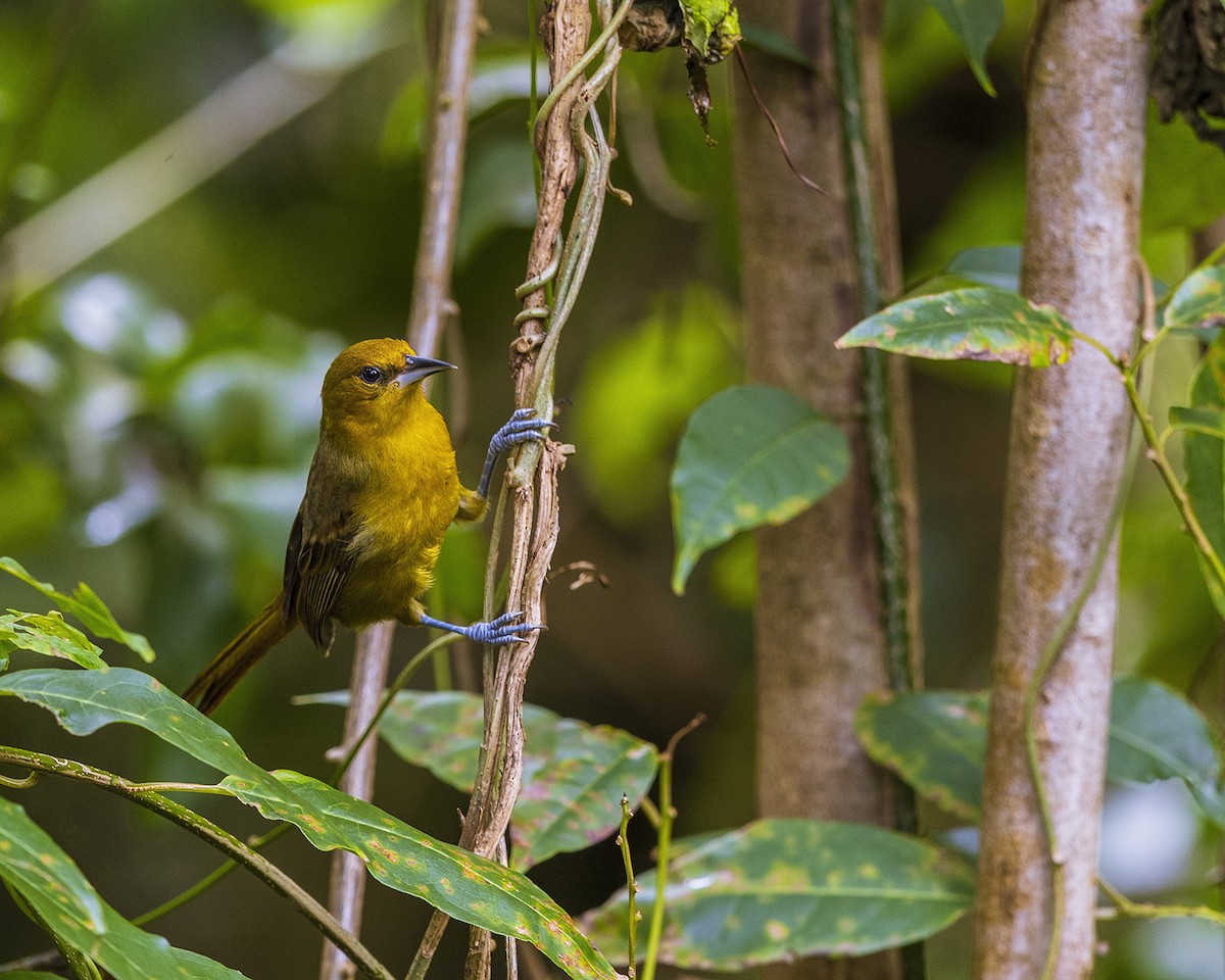 Montserrat Oriole - ML631632595