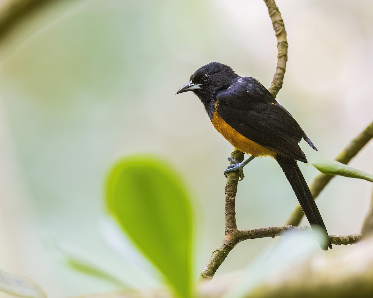 Montserrat Oriole - ML631632596