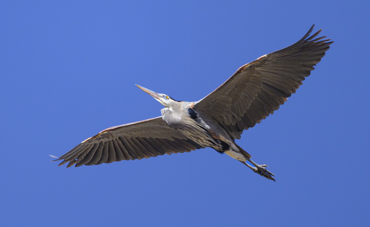 Great Blue Heron - ML631632730
