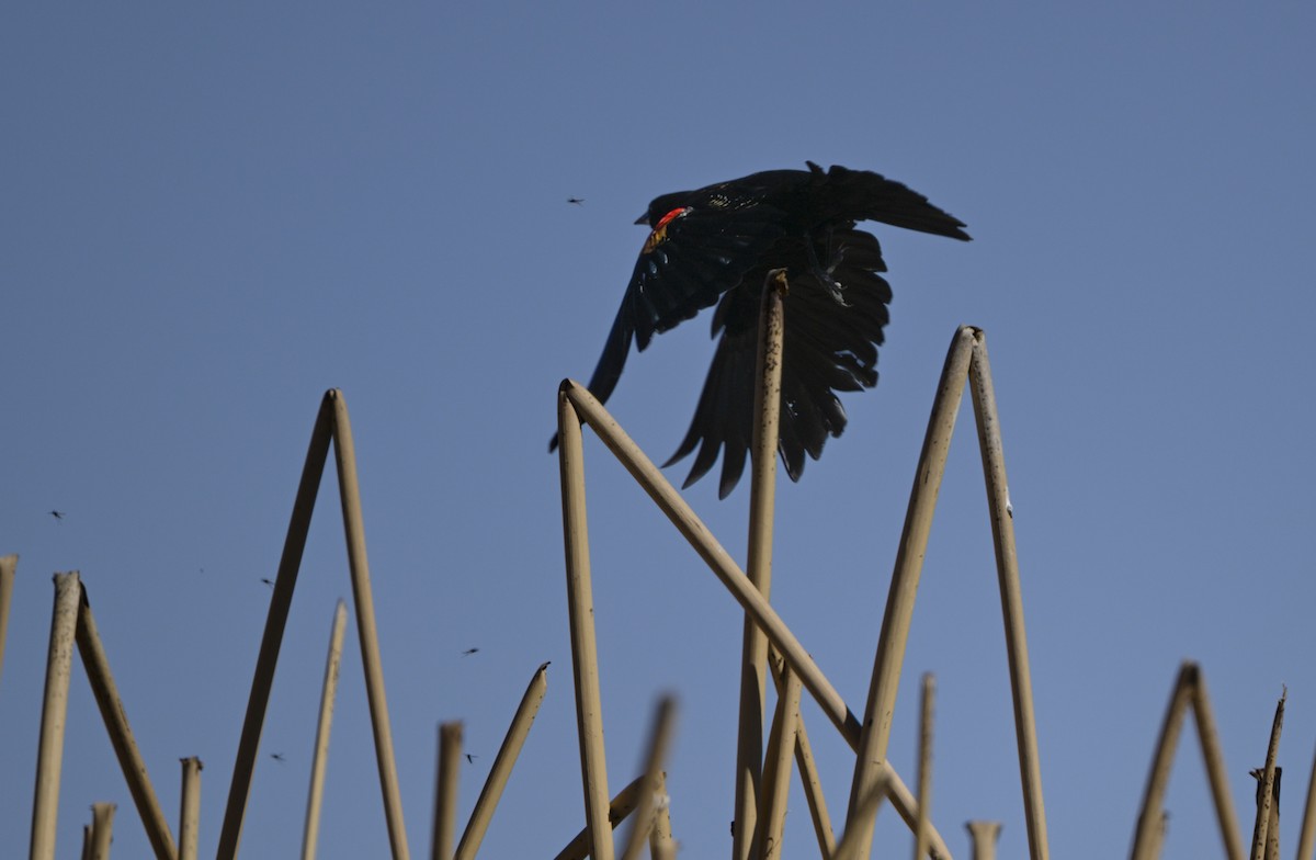 Red-winged Blackbird - ML631632744