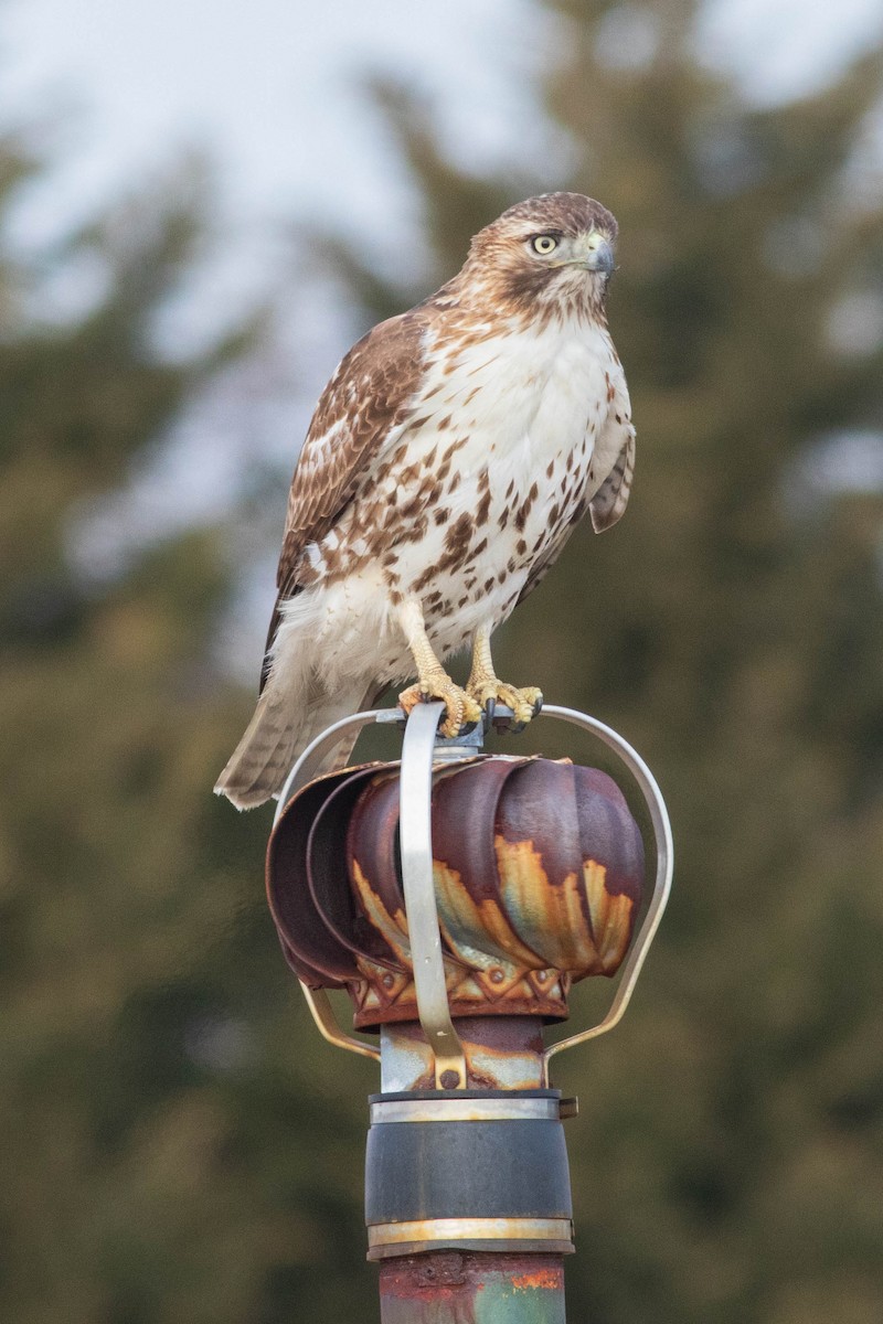 Red-tailed Hawk - ML631632749