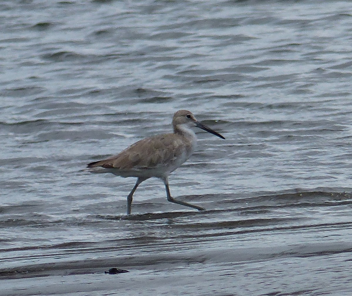 Willet - ML63163281