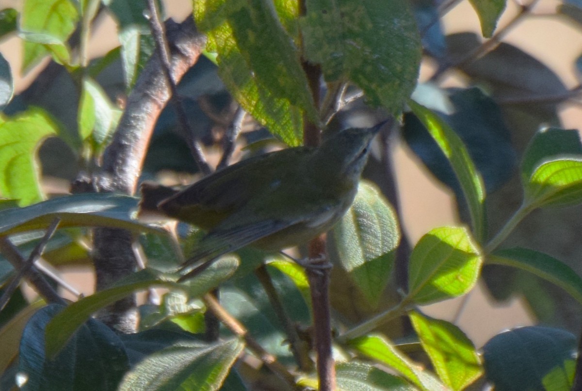 Tennessee Warbler - ML631632853