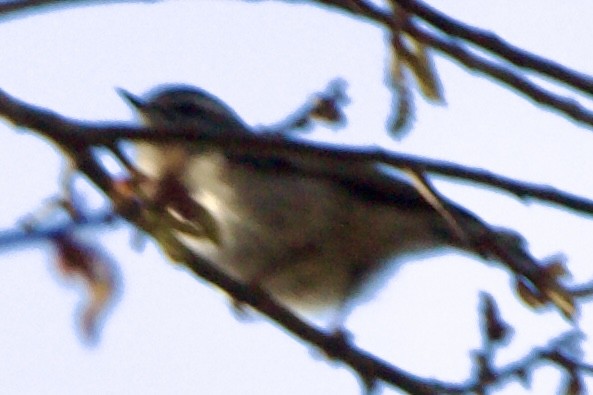 Golden-crowned Kinglet - ML631632879