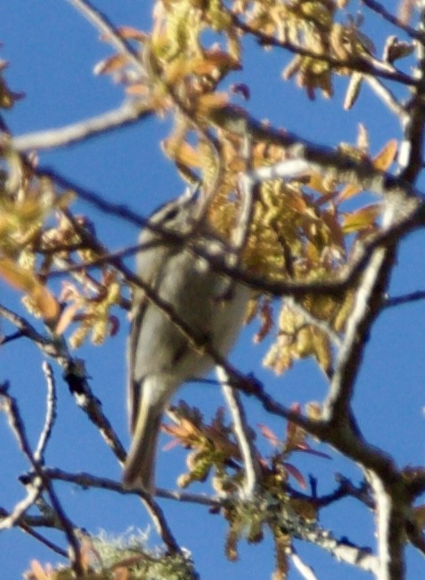 Golden-crowned Kinglet - ML631632880