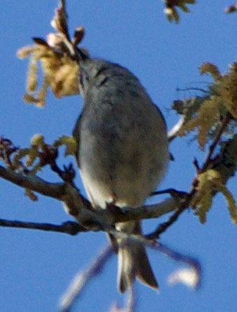 Golden-crowned Kinglet - ML631632881